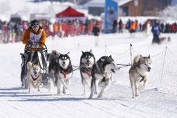 Lenk 2013
